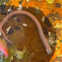 Phyllodoce sp. at Green Cape, NSW - 7 Dec 2024 by Hejor1