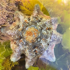 Meridiastra calcar (Eight arm Seastar) at Green Cape, NSW - 7 Dec 2024 by Hejor1