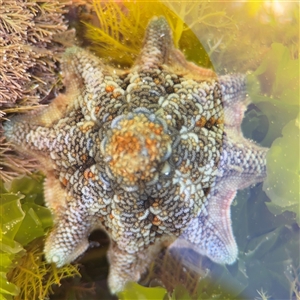 Meridiastra calcar (Eight arm Seastar) at Green Cape, NSW by Hejor1