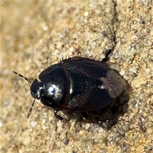 Cydnidae (family) at Green Cape, NSW - 7 Dec 2024