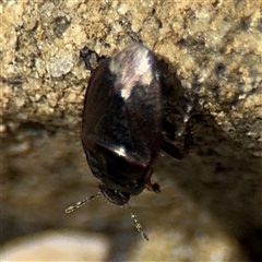 Cydnidae (family) at Green Cape, NSW - 7 Dec 2024