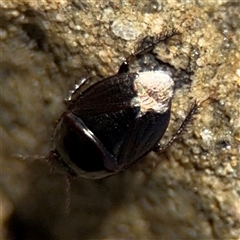 Cydnidae (family) at Green Cape, NSW - 7 Dec 2024