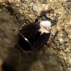 Cydnidae (family) at Green Cape, NSW - 7 Dec 2024 11:50 AM