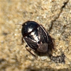 Cydnidae (family) at Green Cape, NSW - 7 Dec 2024 11:50 AM