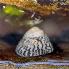 Bembicium nanum (Striped-mouth Conniwink) at Green Cape, NSW - 7 Dec 2024 by Hejor1