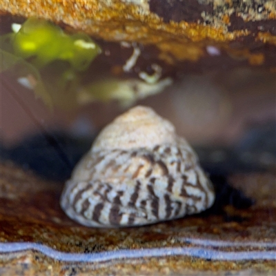 Bembicium nanum (Striped-mouth Conniwink) at Green Cape, NSW - 7 Dec 2024 by Hejor1