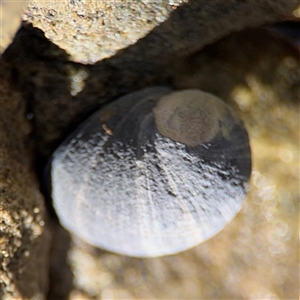 Nerita melanotragus (Black Nerite) at Green Cape, NSW by Hejor1