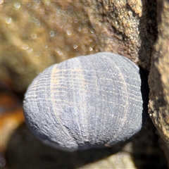 Nerita melanotragus at Green Cape, NSW - 7 Dec 2024 11:43 AM