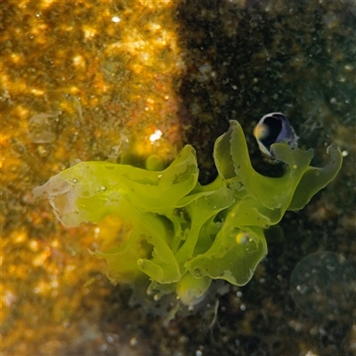 Ulva sp. (genus) at Green Cape, NSW - 7 Dec 2024 by Hejor1