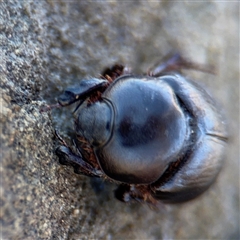 Dynastinae (subfamily) (Unidentified rhinoceros or elephant beetle) at Green Cape, NSW - 7 Dec 2024 by Hejor1