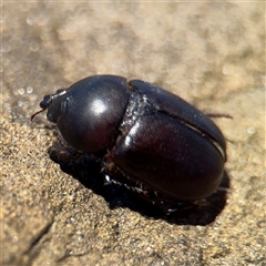 Dynastinae (subfamily) at Green Cape, NSW - 7 Dec 2024 11:38 AM