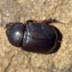 Dynastinae (subfamily) at Green Cape, NSW - 7 Dec 2024 11:38 AM