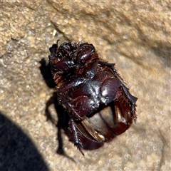 Dynastinae (subfamily) at Green Cape, NSW - 7 Dec 2024 11:38 AM