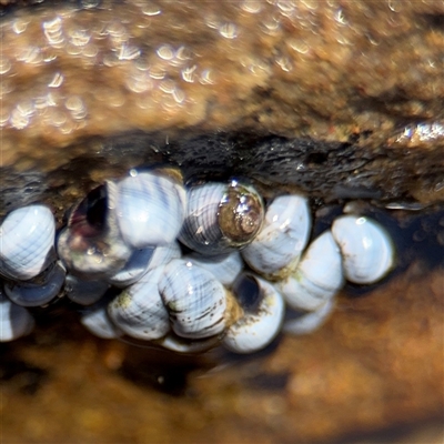 Austrolittorina unifasciata (Blue Australwink) at Green Cape, NSW - 7 Dec 2024 by Hejor1