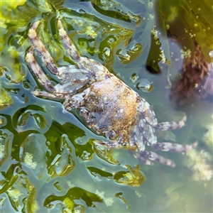 Leptograpsus variegatus at Green Cape, NSW by Hejor1