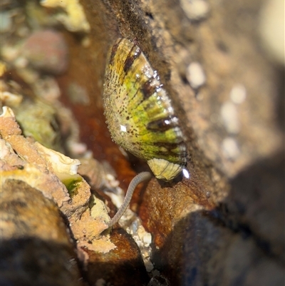 Cellana tramoserica (Commom Limpet) at Green Cape, NSW - 7 Dec 2024 by Hejor1