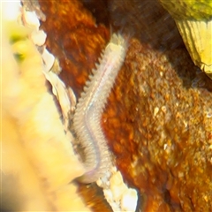 Phyllodoce sp. at Green Cape, NSW - 7 Dec 2024 by Hejor1