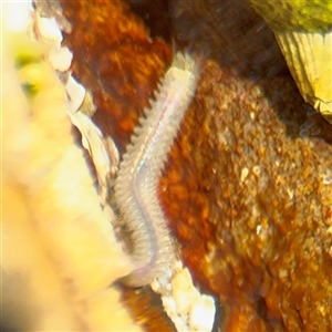 Phyllodoce sp. at Green Cape, NSW by Hejor1