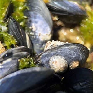 Mytilus edulis (Blue Mussel) at Green Cape, NSW by Hejor1