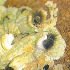 Galeolaria caespitosa (Intertidal Tube Worm) at Green Cape, NSW by Hejor1