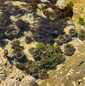 Pyura stolonifera at Green Cape, NSW - 7 Dec 2024