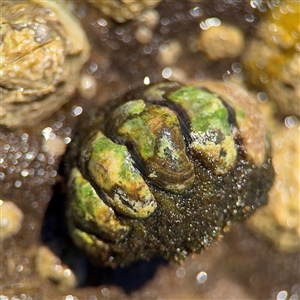 Plaxiphora albida (Giant chiton) at Green Cape, NSW by Hejor1