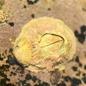 Tesseropora rosea at Green Cape, NSW - 7 Dec 2024