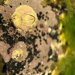 Tesseropora rosea at Green Cape, NSW - 7 Dec 2024