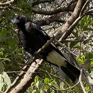 Strepera graculina (Pied Currawong) at Green Cape, NSW by Hejor1