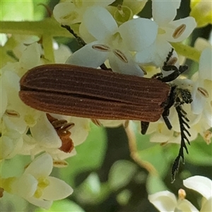 Porrostoma rhipidium (Long-nosed Lycid (Net-winged) beetle) at Nimmitabel, NSW by Hejor1