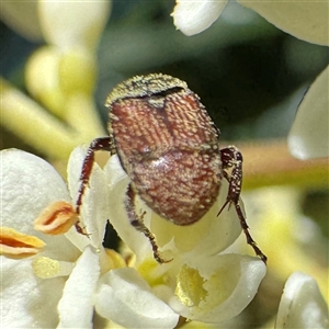 Microvalgus sp. (genus) (Flower scarab) at Nimmitabel, NSW by Hejor1