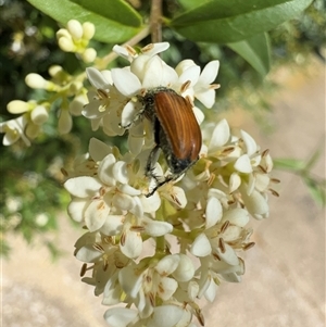 Phyllotocus sp. (genus) (Nectar scarab) at Nimmitabel, NSW by Hejor1