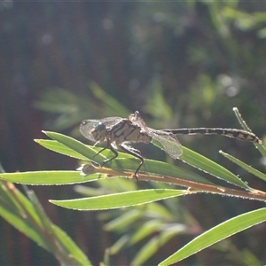 Hemigomphus sp. (genus) at Murrumbateman, NSW by SimoneC