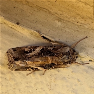 Spodoptera litura at Eden, NSW - 8 Dec 2024