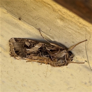 Spodoptera litura at Eden, NSW - 8 Dec 2024