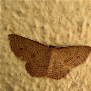 Epicyme rubropunctaria (Red-spotted Delicate) at Eden, NSW by Hejor1