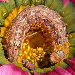 Heliothinae (subfamily) (Budworm) at Eden, NSW - 8 Dec 2024 by Hejor1