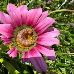 Heliothinae (subfamily) at Eden, NSW - 8 Dec 2024 11:47 AM