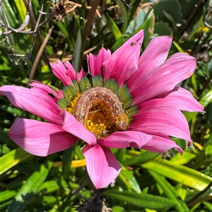 Heliothinae (subfamily) at Eden, NSW - 8 Dec 2024