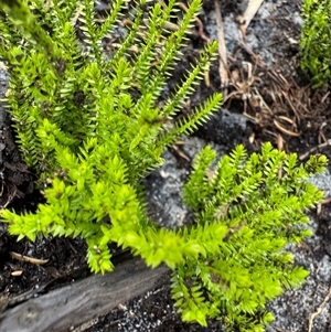 Rhytidosporum prostratum at Green Cape, NSW by Hejor1