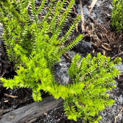 Rhytidosporum prostratum at Green Cape, NSW - 7 Dec 2024 by Hejor1