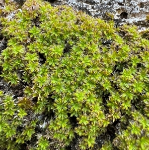 Syntrichia sp. (genus) at Green Cape, NSW by Hejor1