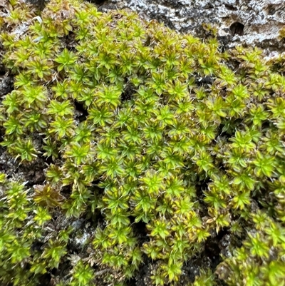 Syntrichia sp. (genus) at Green Cape, NSW - 7 Dec 2024 by Hejor1