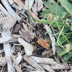 Cryptocheilus bicolor (Orange Spider Wasp) at Giralang, ACT - 8 Dec 2024 by AdamMc