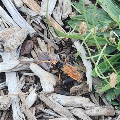 Cryptocheilus bicolor (Orange Spider Wasp) at Giralang, ACT - 8 Dec 2024 by AdamMc