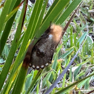 Epicoma contristis (Yellow-spotted Epicoma Moth) at Green Cape, NSW by Hejor1