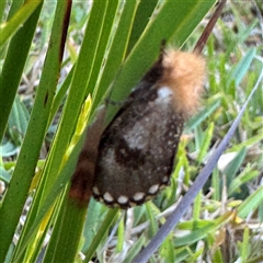 Epicoma contristis at Green Cape, NSW - 7 Dec 2024