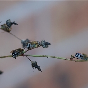 Amegilla (Zonamegilla) asserta (Blue Banded Bee) at Isaacs, ACT by Sheridannew