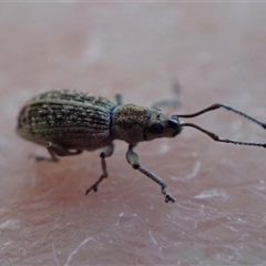 Titinia tenuis (Titinia weevil) at Murrumbateman, NSW - 8 Dec 2024 by SimoneC