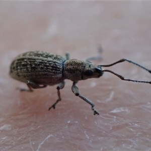 Curculionidae (family) at Murrumbateman, NSW by SimoneC